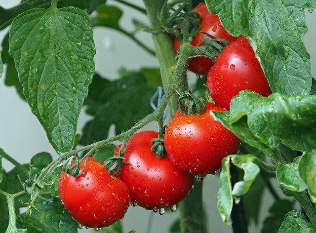 トマトの効果は美白だけではない 最近肩こりで悩まなくなった理由 K Universe